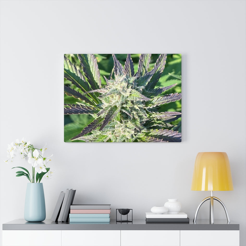 DIXL Purple Kush Gallery Wrapped Canvas