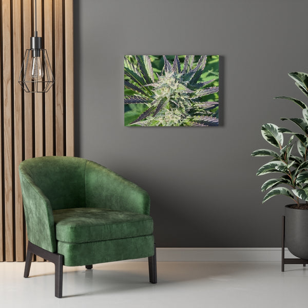 DIXL Purple Kush Gallery Wrapped Canvas