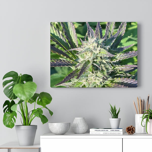 DIXL Purple Kush Gallery Wrapped Canvas