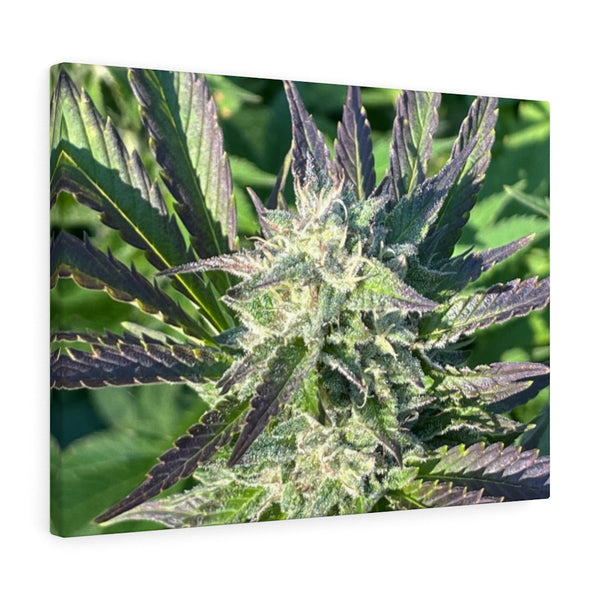 DIXL Purple Kush Gallery Wrapped Canvas